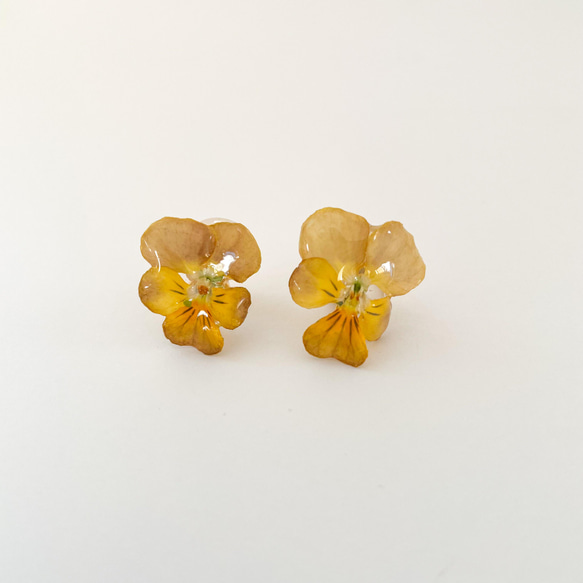 ビオラ　クリーム　クリップイヤリング✳︎生花のアクセサリー 1枚目の画像