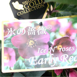 sold out❁⃘GOLD COLLECTION ★氷の薔薇★クリスマスローズ★アーリーレッド 9枚目の画像