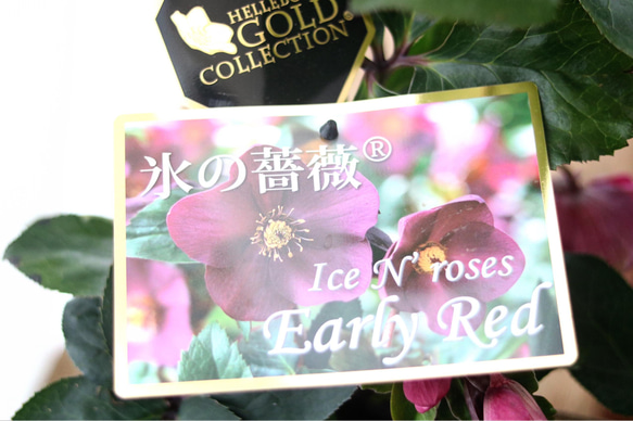 sold out❁⃘GOLD COLLECTION ★氷の薔薇★クリスマスローズ★アーリーレッド 9枚目の画像