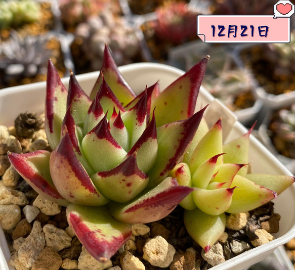 エボニー 抜き苗 多肉植物 【公式通販】