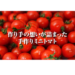 ④【塩トマトのようなフルーツトマト】ソムリエミニトマト　ダイヤ箱込み２kg 7枚目の画像