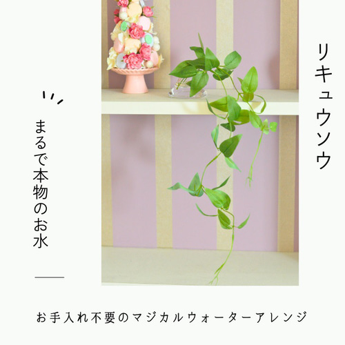 再販【マジカルウォーターアレンジ】利休草のウォーターアレンジ☆clay