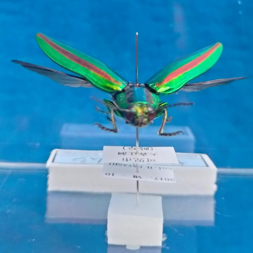 緑色の昆虫標本 約50匹 ヤマトタマムシ 装飾 標本 2025年最新】ヤマトタマムシ 標本の人気アイテム - メルカリ