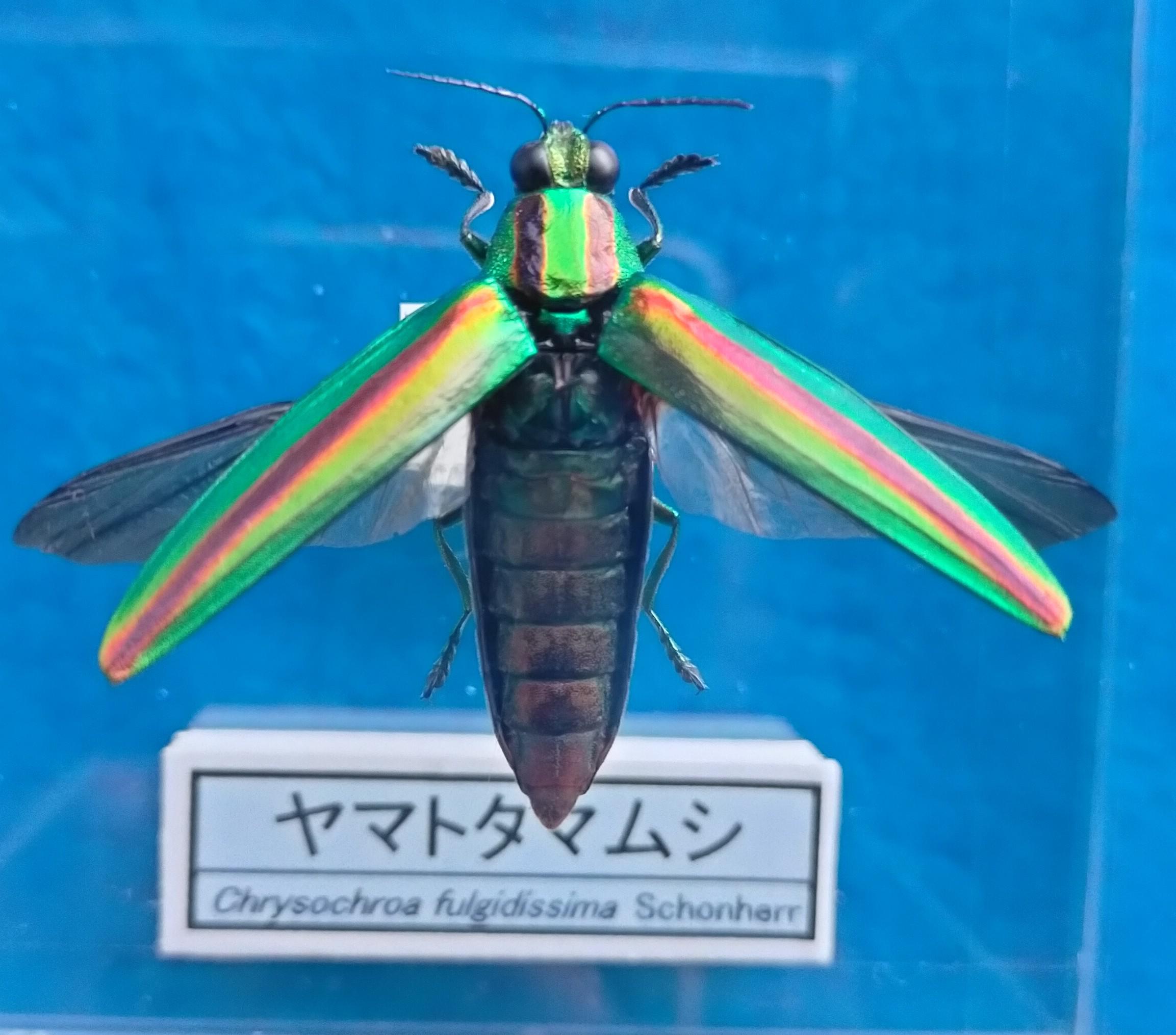 ヤマトタマムシ(飛翔) , 蝶の標本 販売・通販のNatureShop