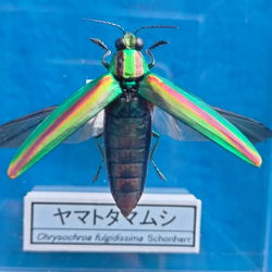 ヤマトタマムシ 標本 その他アート 坂本屋 通販 13143736｜Creema