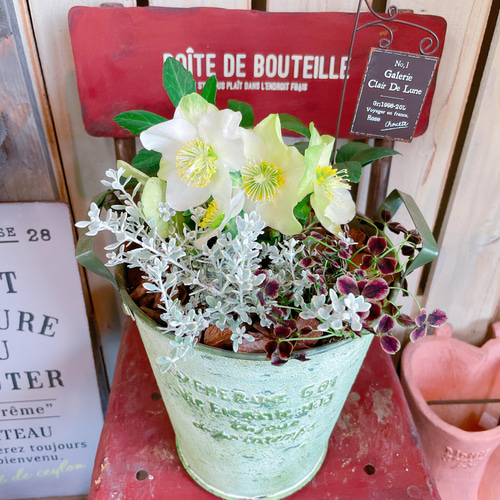 現品ラスト！おしゃれ♡【クリスマスローズ入り寄せ植え】毎年楽しめる