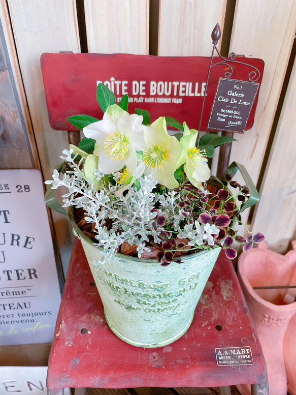 現品ラスト！おしゃれ♡【クリスマスローズ入り寄せ植え】毎年楽しめる