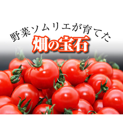 ②『極み』塩トマトのようなフルーツトマト　ソムリエミニトマト　ダイヤ３kg（120玉〜200玉） 11枚目の画像