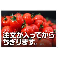 ②『極み』塩トマトのようなフルーツトマト　ソムリエミニトマト　ダイヤ３kg（120玉〜200玉） 10枚目の画像