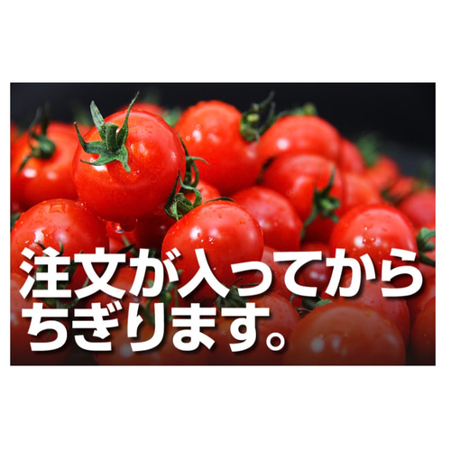 予約】『極み』塩トマトのようなフルーツトマト ソムリエミニ
