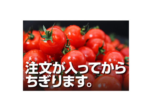 ②『極み』塩トマトのようなフルーツトマト　ソムリエミニトマト　ダイヤ３kg（120玉〜200玉） 10枚目の画像