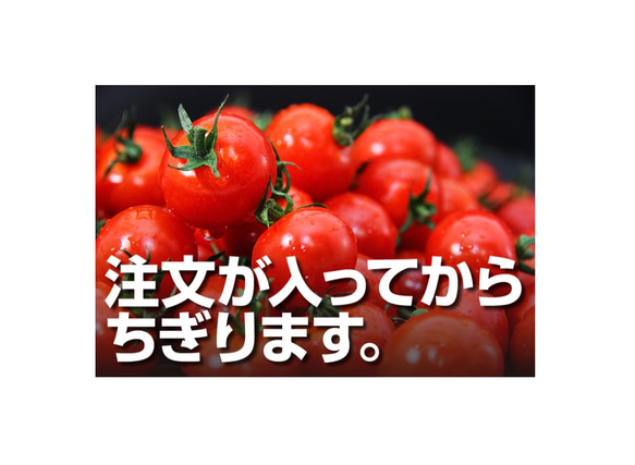 ③『極み』【希少な高濃度フルーツトマト】ソムリエミニトマト　プラチナ１.５kg（90玉〜150玉） 10枚目の画像