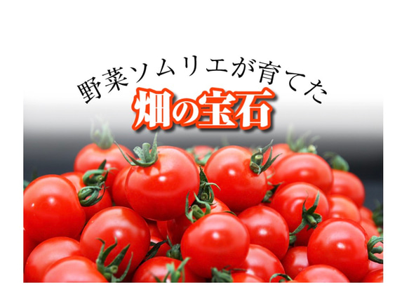 ③『極み』【希少な高濃度フルーツトマト】ソムリエミニトマト　プラチナ１.５kg（90玉〜150玉） 11枚目の画像