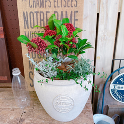 現品のみ♡【スキミア入りお洒落なガーデニング】素敵な色合い寄せ植え