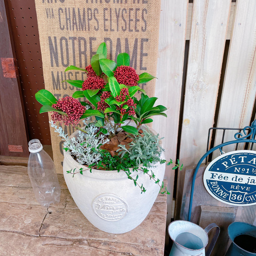 赤と白の花模様 深鉢 赤絵霊芝紋様6寸鉢 TKD020160B | 陶花堂