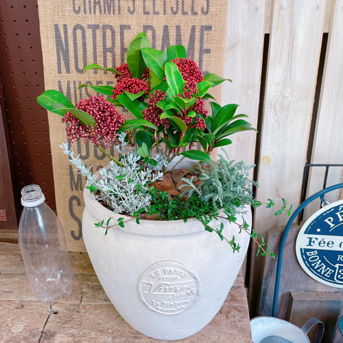 現品のみ♡【スキミア入りお洒落なガーデニング】素敵な色合い寄せ植え