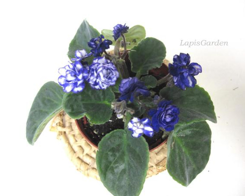 (専用出品)セントポーリア 13株セット 専用出品)セントポーリア 13株セット