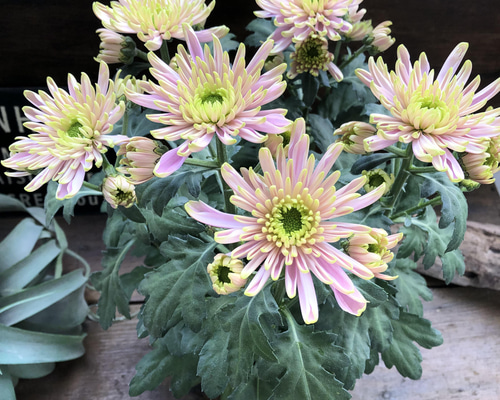 cf4f1ed88f27e57d2cab724996b5af