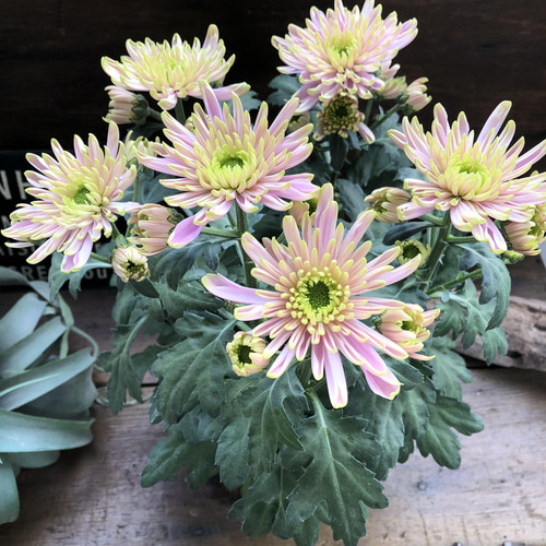 ロサーノシャルロッテ♡可愛いピンク ♡マム♡ アートフラワー パリ