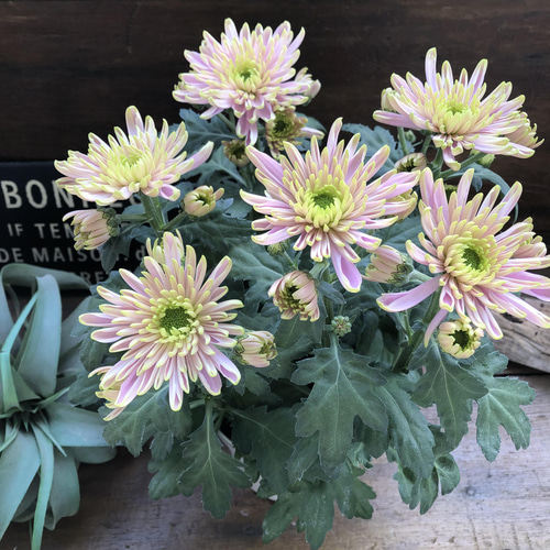 ロサーノシャルロッテ♡可愛いピンク ♡マム♡ アートフラワー パリ