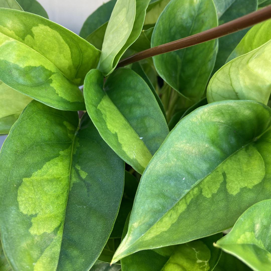 人気の斑入りポトス グローバルグリーン 吊り鉢^o^ アートフラワー