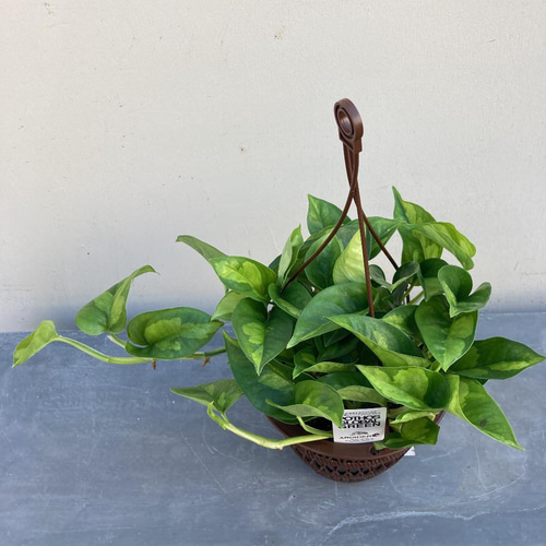 人気の斑入りポトス グローバルグリーン 吊り鉢^o^ アートフラワー