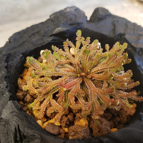 岩檜葉(イワヒバ)の盆栽｜炭の器に入った盆栽です 一輪挿し・花瓶