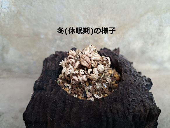 岩檜葉(イワヒバ)の盆栽｜炭の器に入った盆栽です 5枚目の画像