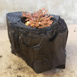岩檜葉(イワヒバ)の盆栽｜炭の器に入った盆栽です 2枚目の画像