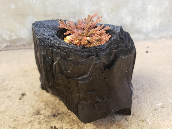 岩檜葉(イワヒバ)の盆栽｜炭の器に入った盆栽です 2枚目の画像