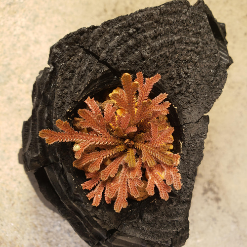岩檜葉(イワヒバ)の盆栽｜炭の器に入った盆栽です 一輪挿し・花瓶