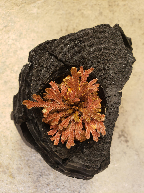 岩檜葉(イワヒバ)の盆栽｜炭の器に入った盆栽です 1枚目の画像