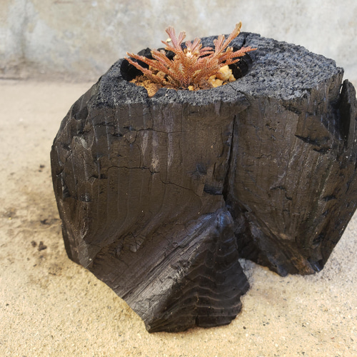 岩檜葉(イワヒバ)の盆栽｜炭の器に入った盆栽です 一輪挿し・花瓶