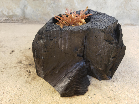 岩檜葉(イワヒバ)の盆栽｜炭の器に入った盆栽です 3枚目の画像