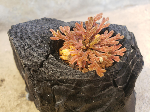 岩檜葉(イワヒバ)の盆栽｜炭の器に入った盆栽です 4枚目の画像