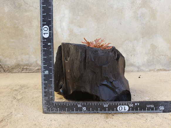 岩檜葉(イワヒバ)の盆栽｜炭の器に入った盆栽です 5枚目の画像