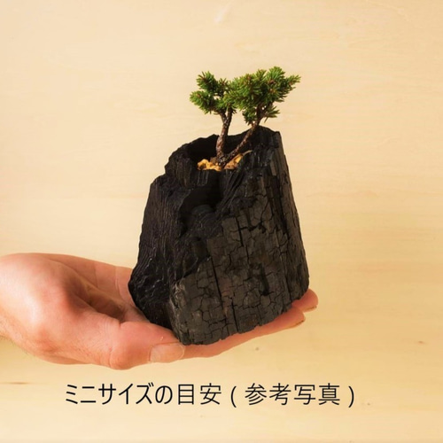 岩檜葉(イワヒバ)の盆栽｜炭の器に入った盆栽です 一輪挿し・花瓶