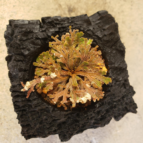 岩檜葉(イワヒバ)の盆栽｜炭の器に入った盆栽です 一輪挿し・花瓶