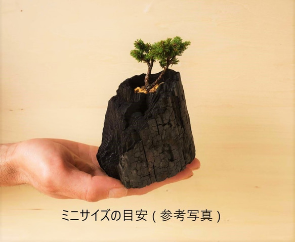 岩檜葉(イワヒバ)の盆栽｜炭の器に入った盆栽です 7枚目の画像