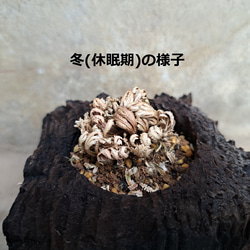 岩檜葉(イワヒバ)の盆栽｜炭の器に入った盆栽です 6枚目の画像