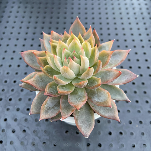 札落ち 多肉植物 多肉植物 kanomarihome 通販 13149462｜Creema(クリーマ)