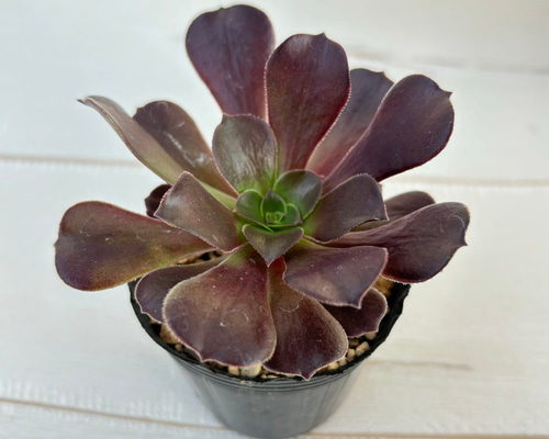 カシミアバイオレット アエオニウム 多肉植物 多肉植物