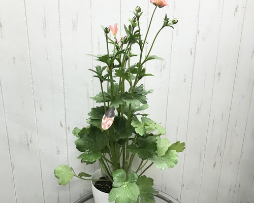 0c84705ab971795d362baf824fc32a