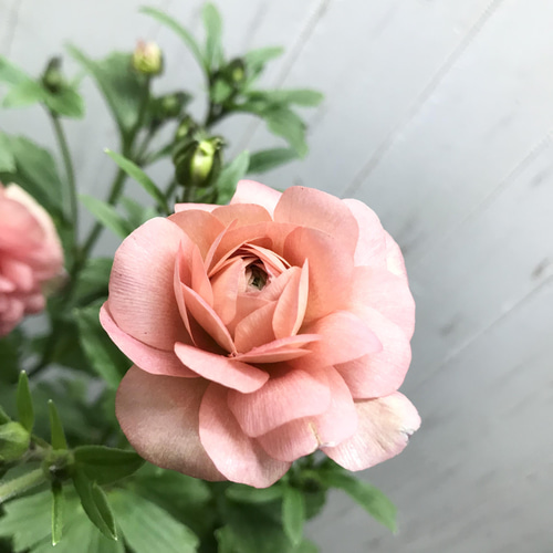 開花株 ラナンキュラス ラックス エリス 5号 その他インテリア雑貨