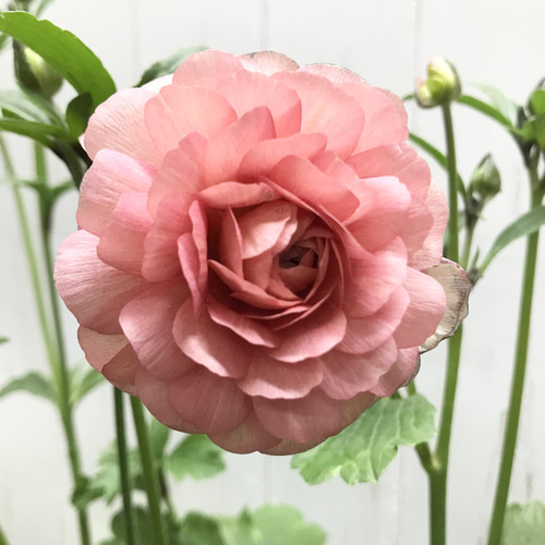 開花株 ラナンキュラス ラックス エリス 5号 その他インテリア雑貨