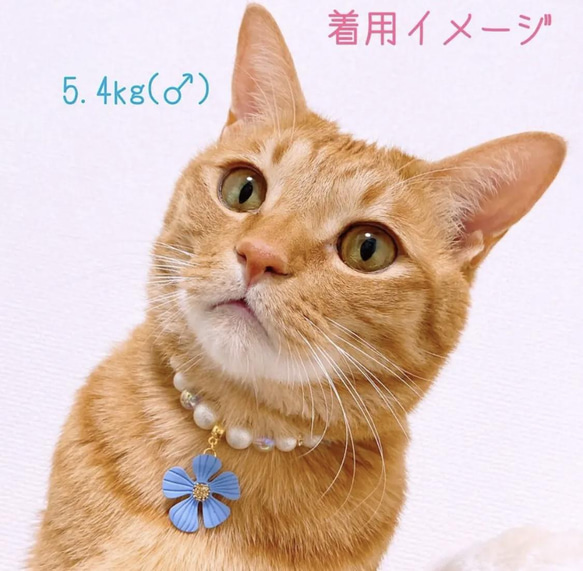猫の首輪ネックレス首輪✨ブルービーズ♡大きめお花チャーム 6枚目の画像