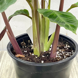株立ち  カラテア  ワルセヴィッチー 4枚目の画像