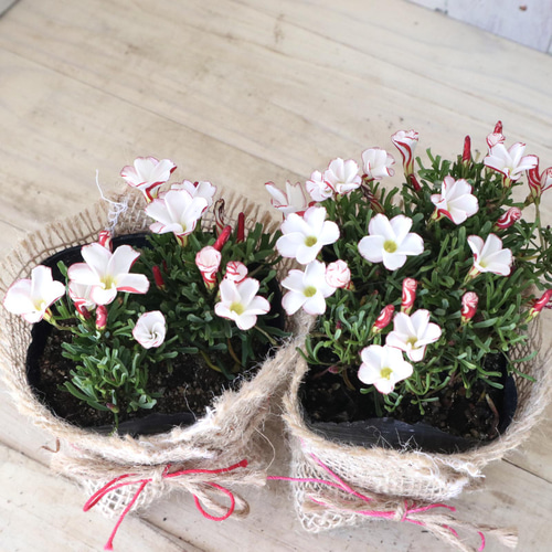 2ポットセット♡マーブル模様♡オキザリス♡パーシーカラー♡グランド