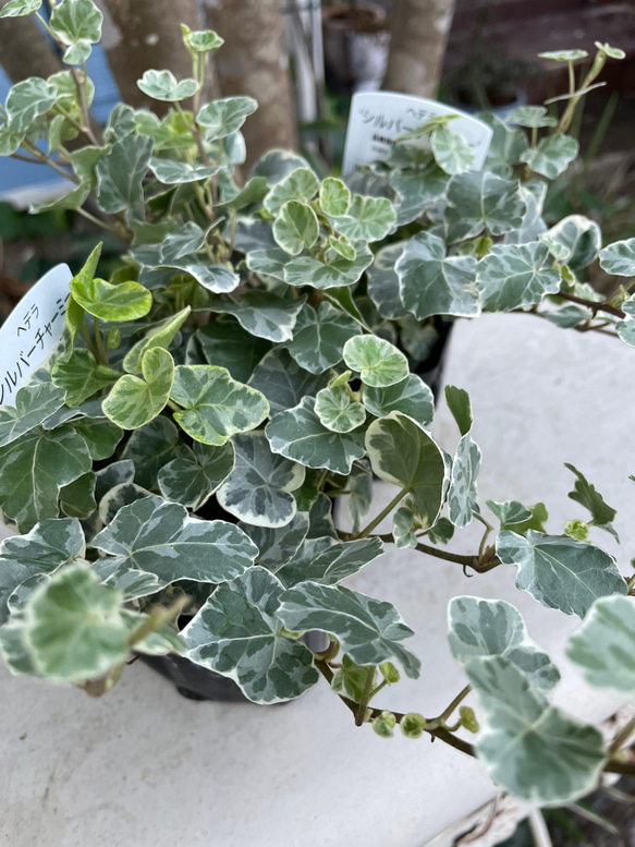 花苗＊広野園芸 新種のヘデラ「シルバーチャーミー」 その他素材 Comu