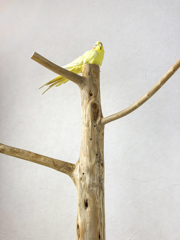【流木の止まり木】鳥 大型バードスタンド 高さ約99cm 人気のツリー型　インコ止まり木 8枚目の画像